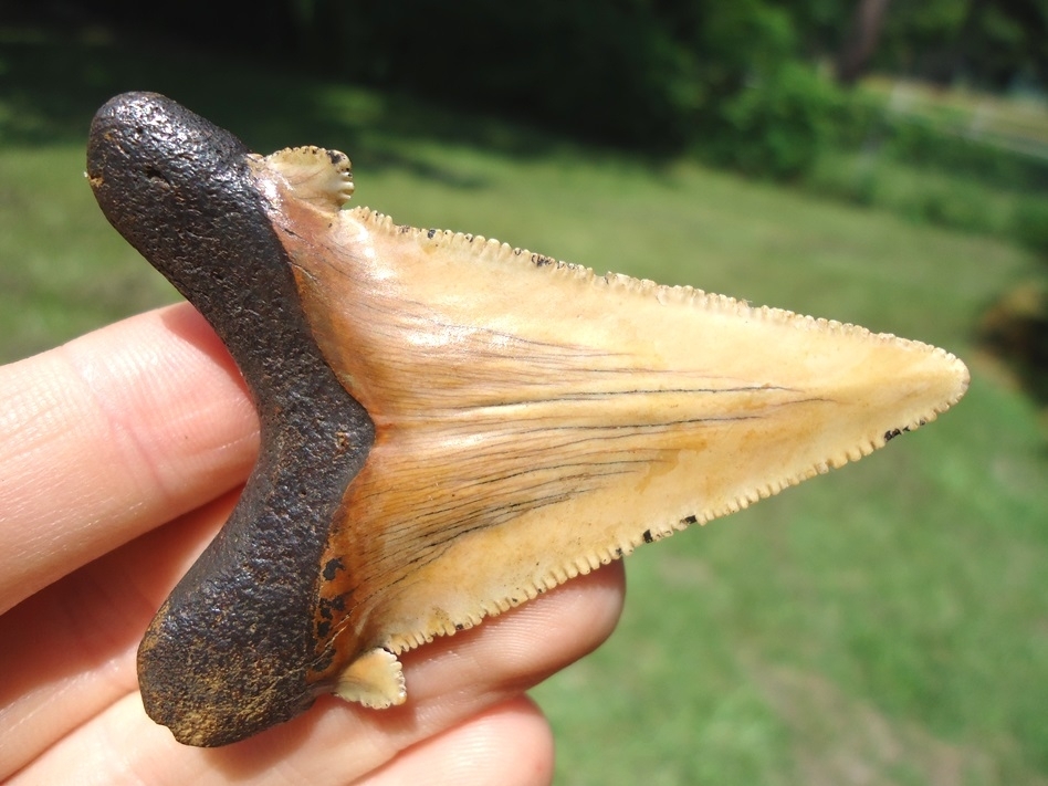 Large image 5 Stunning Yellow Auriculatus Shark Tooth