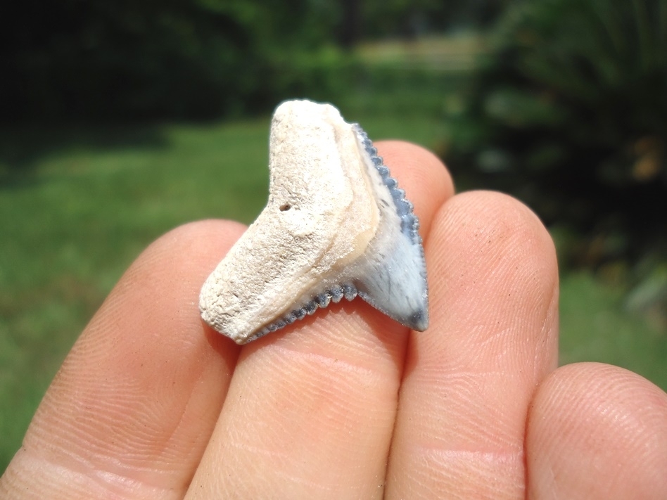 Large image 2 Top Quality Tiger Shark Tooth from Bone Valley