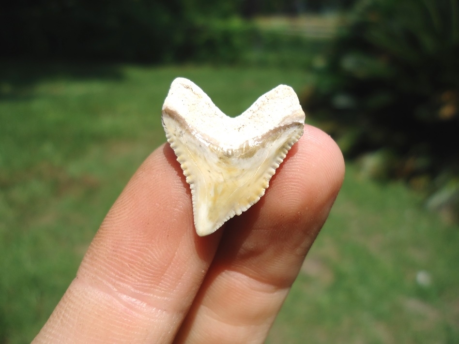 Large image 1 Top Quality Tiger Shark Tooth from Bone Valley