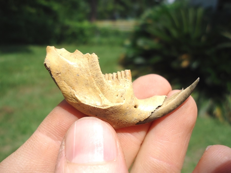 Large image 1 Excellent Muskrat Mandible