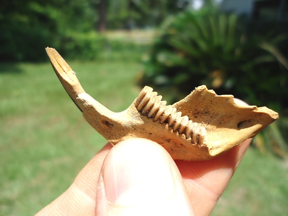 Large image 2 Excellent Muskrat Mandible