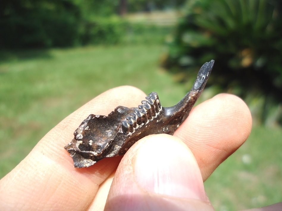 Large image 2 Uncommon Round-Tailed Muskrat Mandible