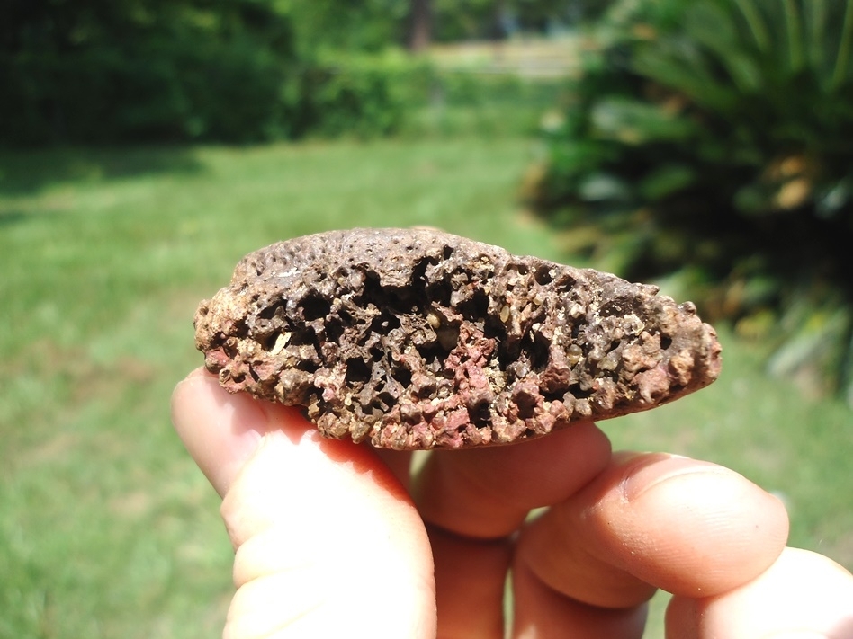 Large image 2 Excellent Glyptodon Scute