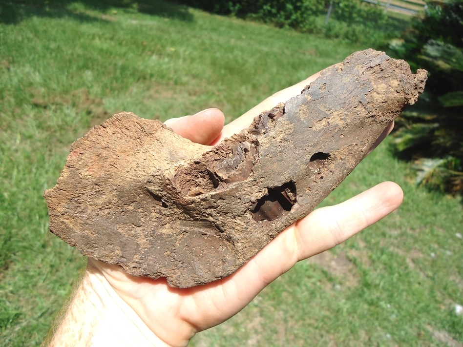 Large image 4 Rare Giant Armadillo Mandible