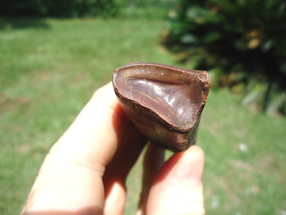 Large image 2 Top Quality Megalonyx Sloth Tooth