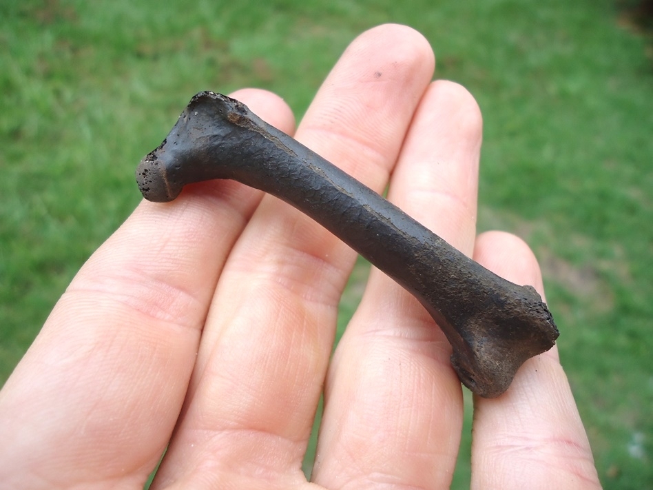 Large image 1 Choice Double-Crested Cormorant Femur