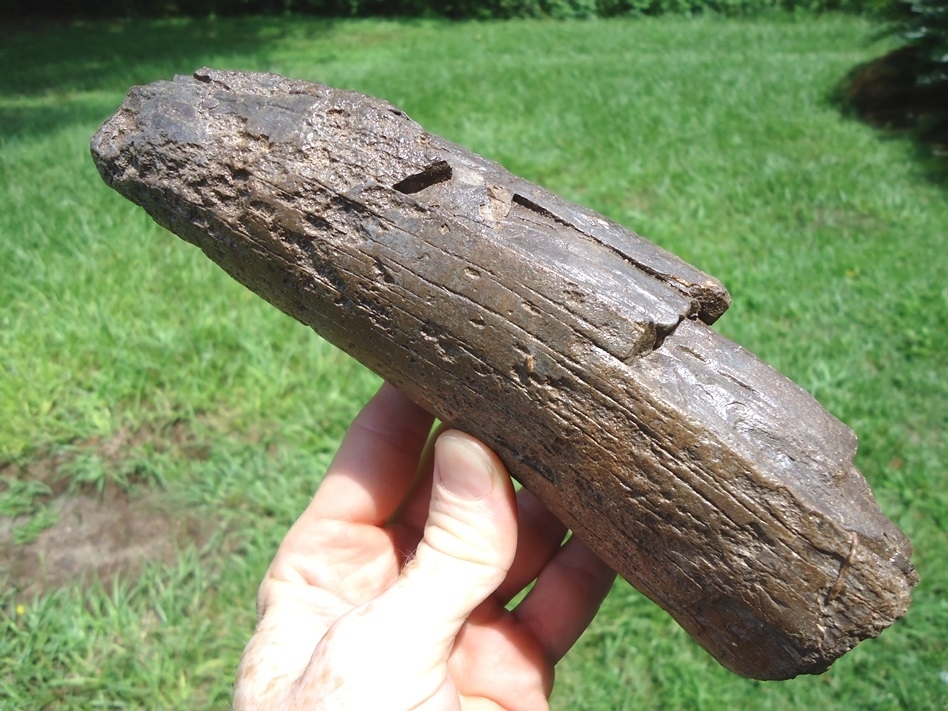 Large image 1 Large Mastodon Tusk Tip