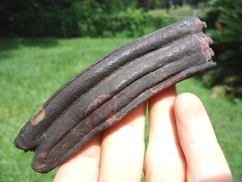 Large image 1 Extra Large 4'  Horse Tooth with Pink Algae Stain