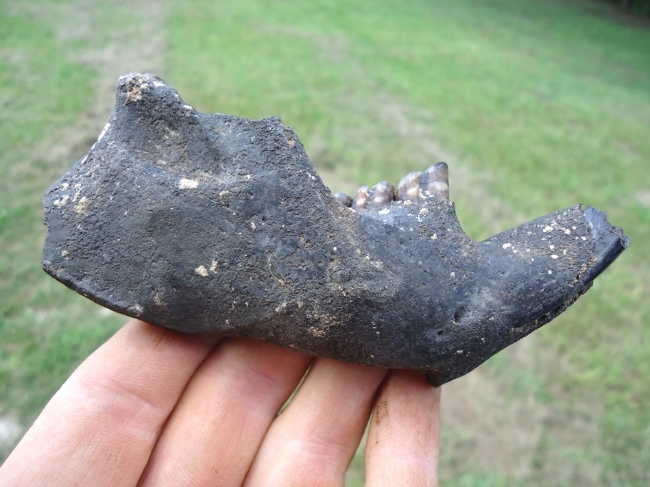 Large image 1 Excellent Beaver Mandible with Four Perfect Teeth