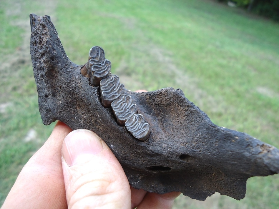 Large image 2 Excellent Beaver Mandible with Four Perfect Teeth