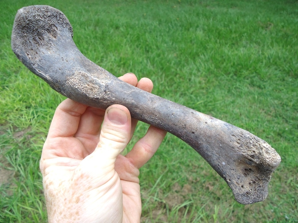 Large image 2 Choice Alligator Femur