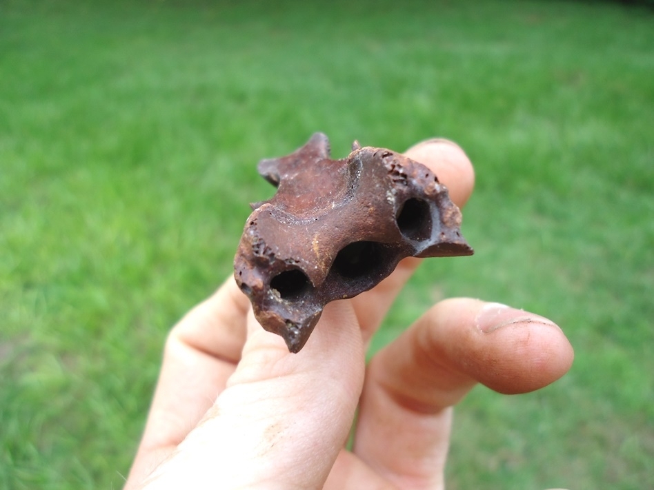 Large image 3 Extra Large Bird Cervical Vertebra