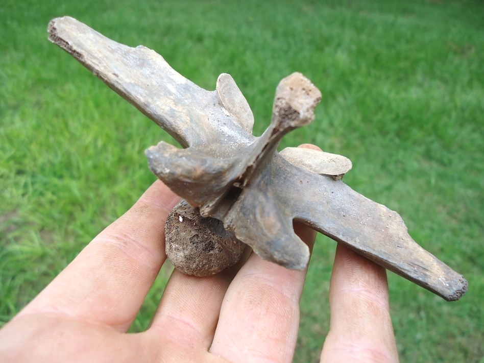 Large image 2 Top Quality Alligator Vertebra