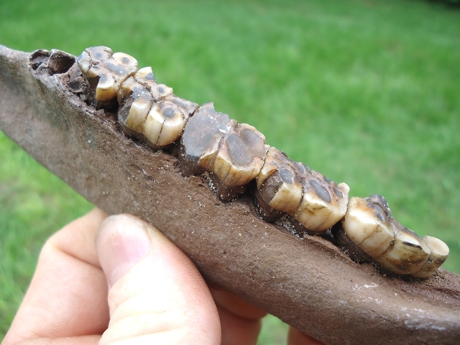 Large image 3 Rare Section of Peccary Mandible with Five Teeth