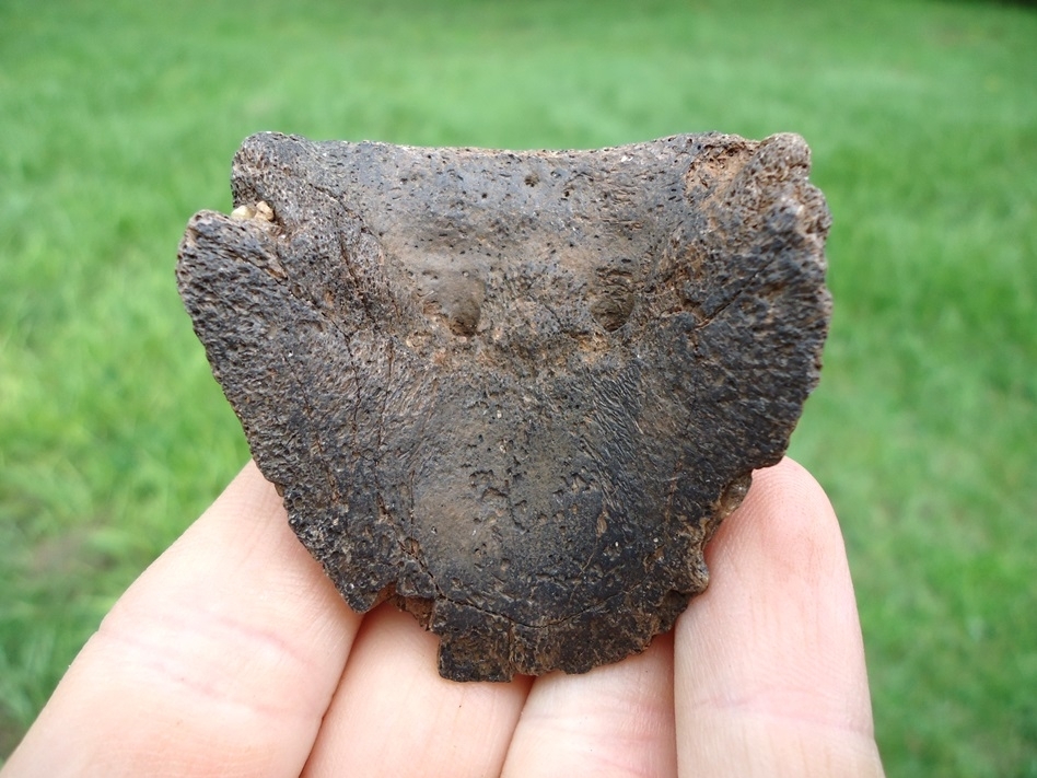 Large image 4 Uncommon Horse Hoof Core