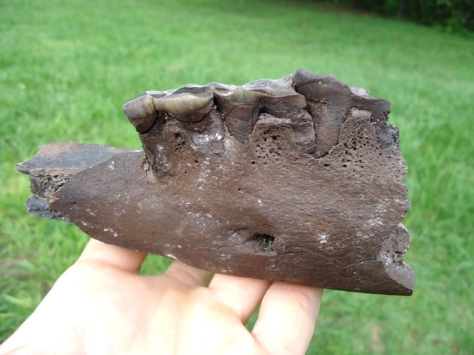 Large image 1 Fascinating Mandible and Symphysis from a Senile Tapir