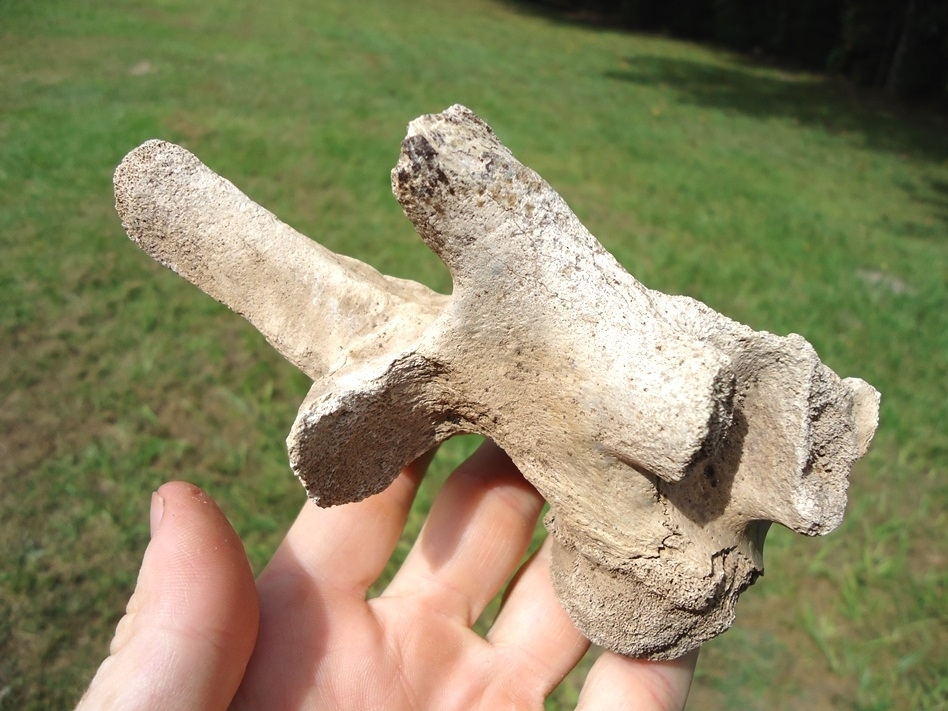 Large image 3 Extra Large Pathological Alligator Vertebra