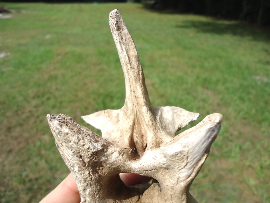 Large image 4 Extra Large Pathological Alligator Vertebra