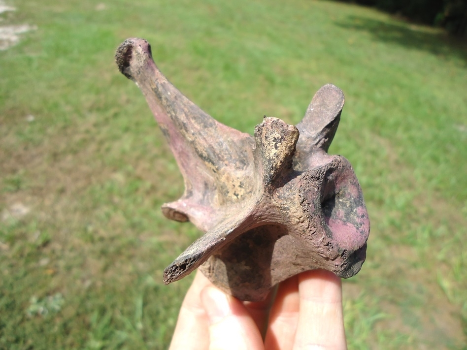 Large image 1 Top Quality Alligator Vertebra