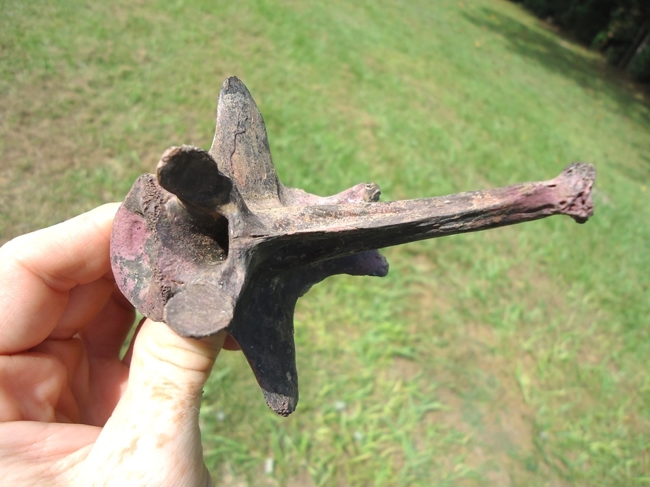 Large image 4 Top Quality Alligator Vertebra