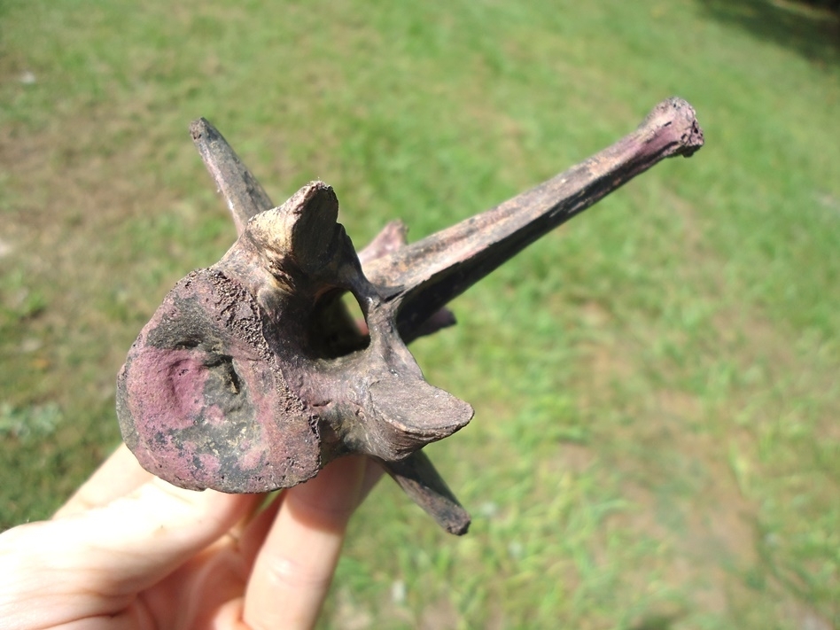 Large image 5 Top Quality Alligator Vertebra