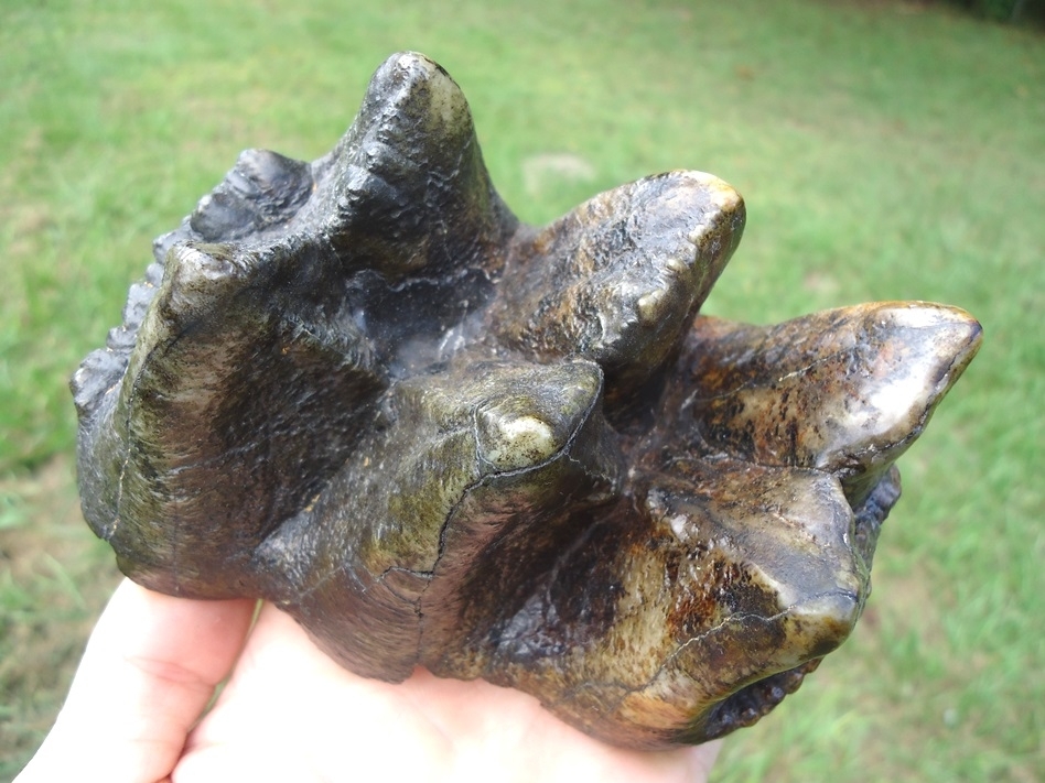 Large image 2 Gorgeous Colorful Mastodon Tooth