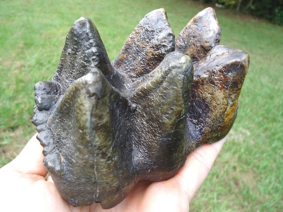 Large image 3 Gorgeous Colorful Mastodon Tooth