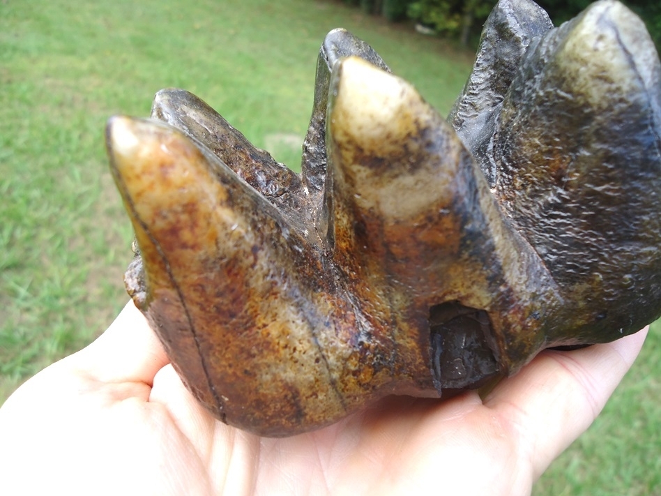 Large image 5 Gorgeous Colorful Mastodon Tooth