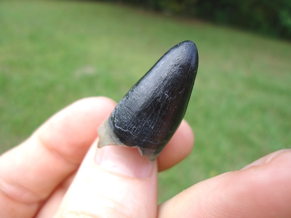 Large image 3 Large Black Alligator Tooth