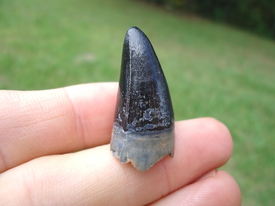 Large image 1 Large Black Alligator Tooth