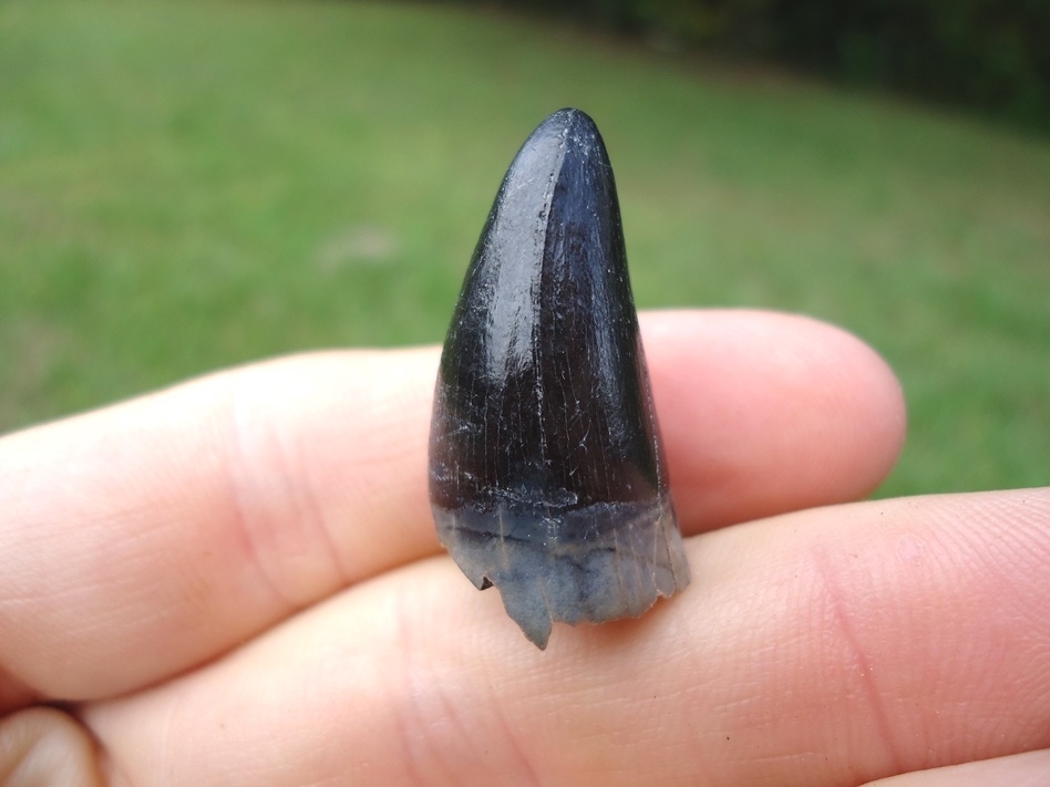 Large image 2 Large Black Alligator Tooth