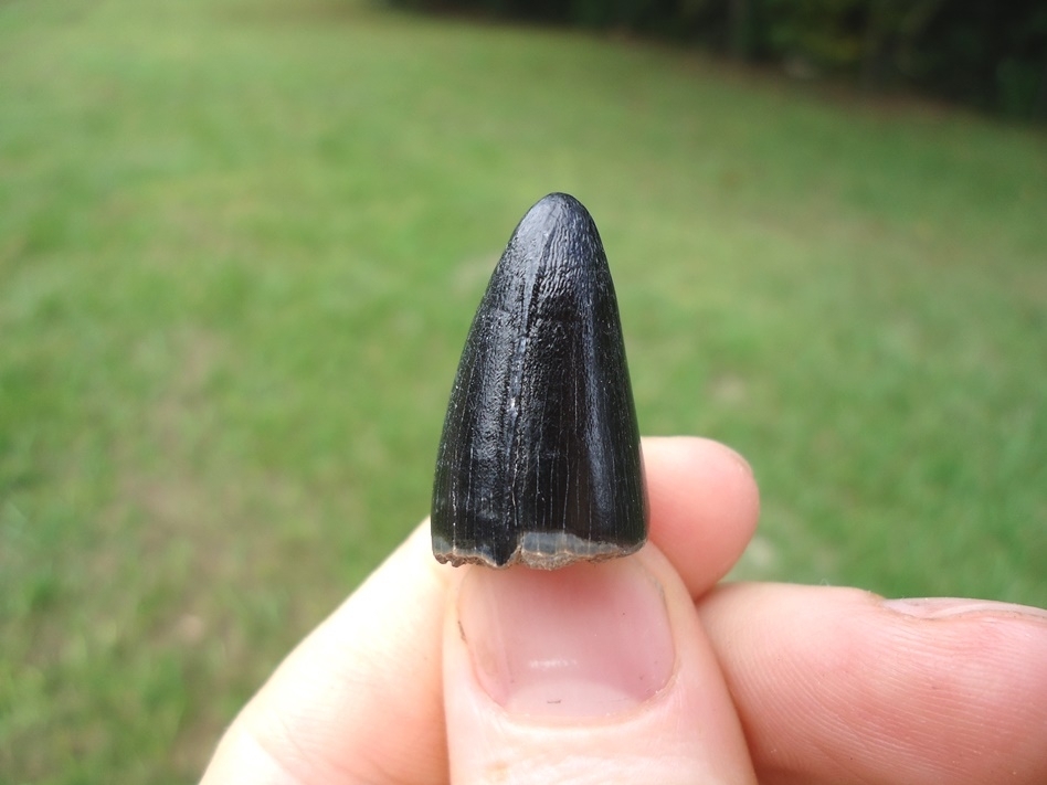 Large image 3 Large Black Alligator Tooth