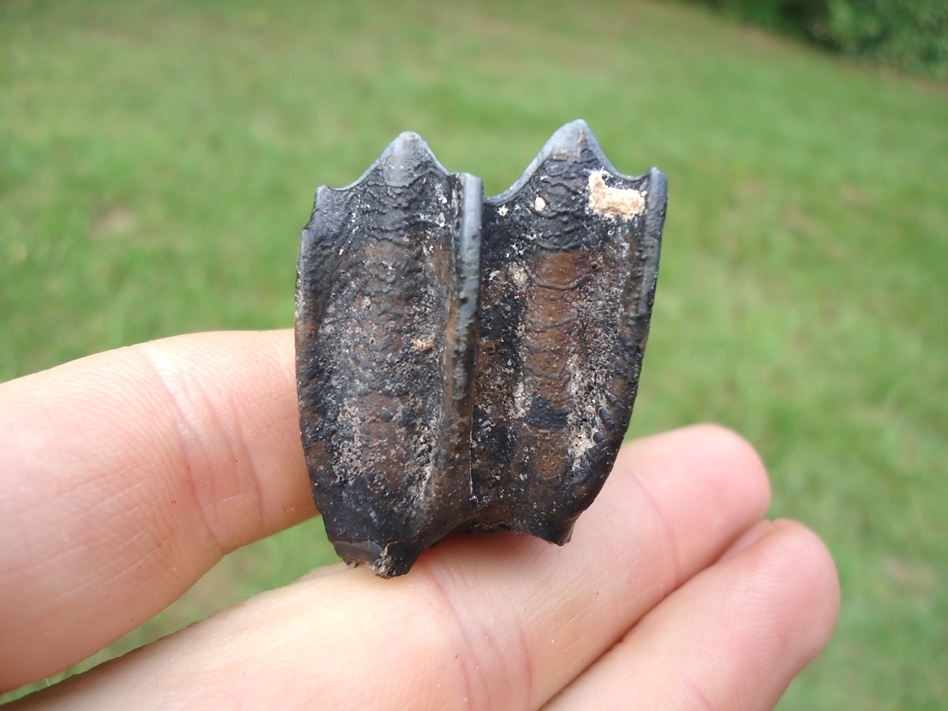 Large image 1 Choice Llama Molar from Leisey Shell Pit