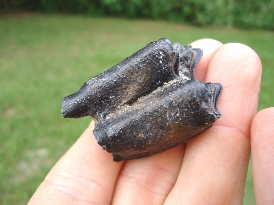 Large image 2 Choice Llama Molar from Leisey Shell Pit