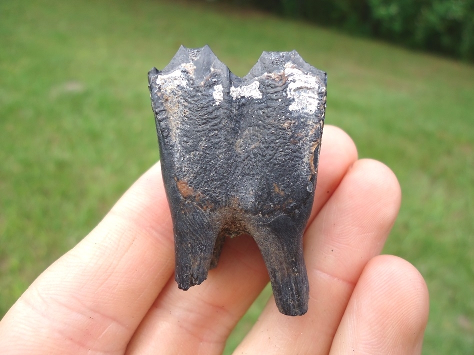 Large image 1 Choice Llama Molar from Leisey Shell Pit