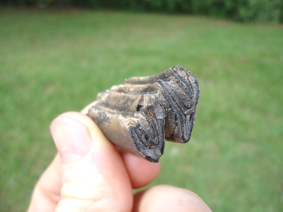 Large image 2 Nice Capybara Molar