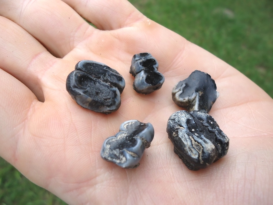 Large image 1 Five Choice Manatee Teeth