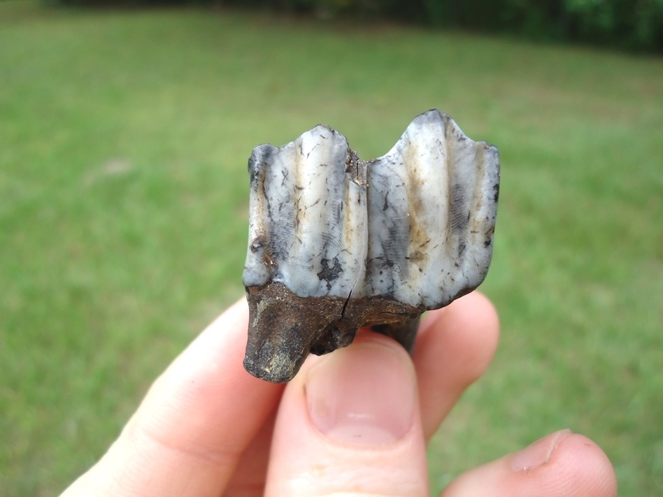 Large image 2 Attractive Mottled Camel Upper Molar