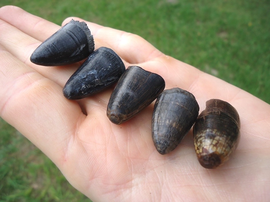 Large image 1 Five Extra Large Alligator Teeth