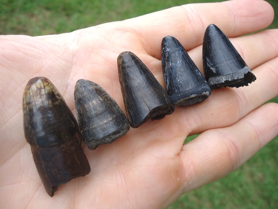 Large image 2 Five Extra Large Alligator Teeth