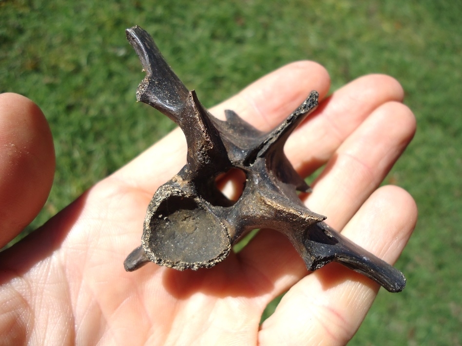 Large image 3 Top Quality Alligator Vertebra