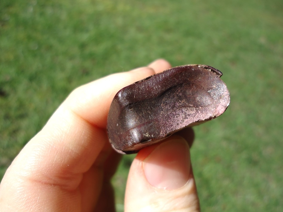 Large image 3 Exceptional and Unique Sloth Tooth