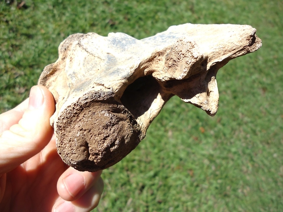 Large image 3 Massive Alligator Axis Vertebra