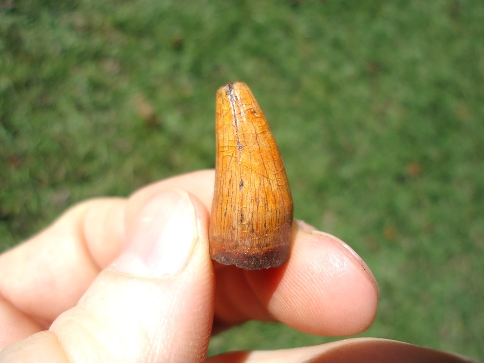 Large image 1 Gorgeous Orange Alligator Tooth