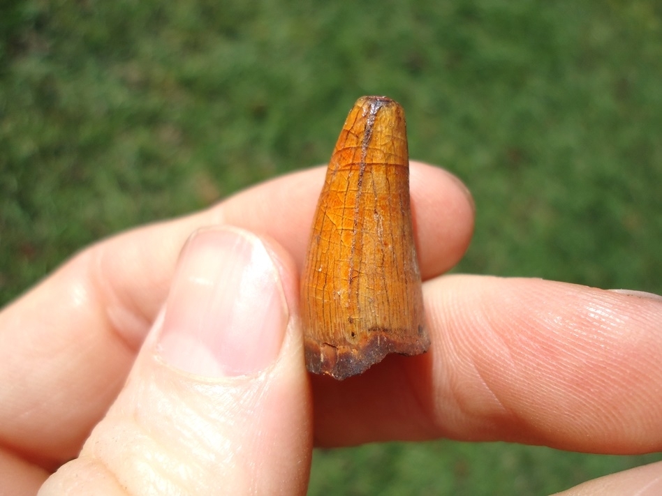 Large image 3 Gorgeous Orange Alligator Tooth