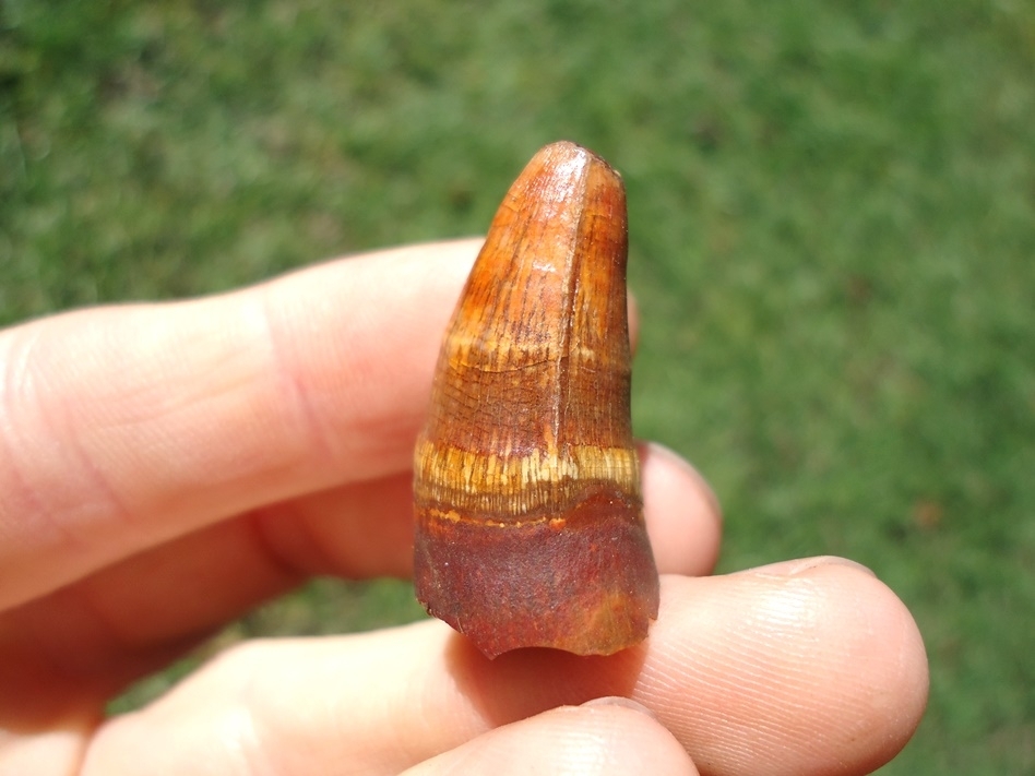 Large image 1 Excellent Orange Alligator Tooth