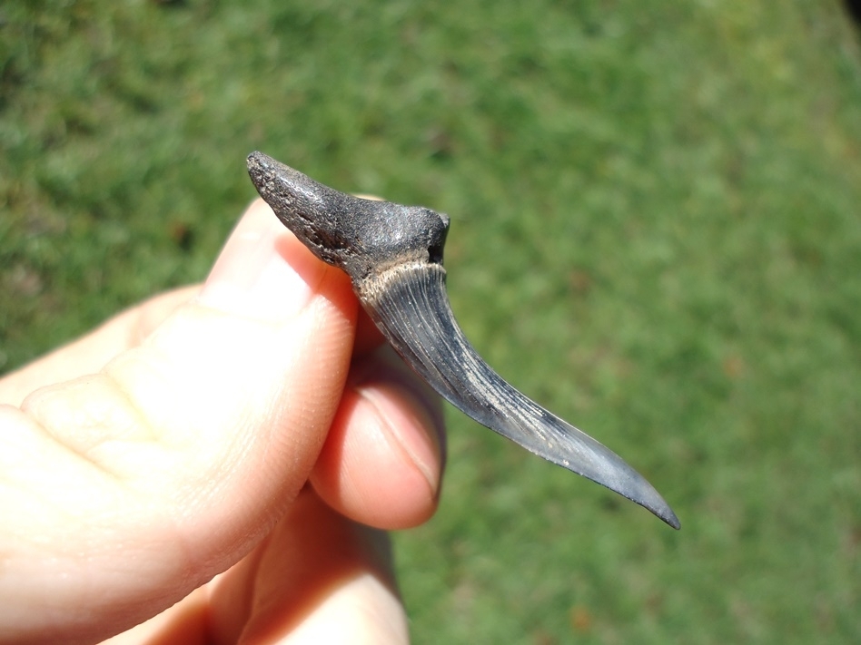 Large image 1 Rare Cretaceous Goblin Shark Tooth