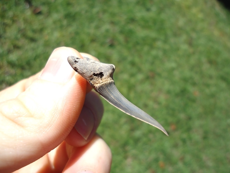 Large image 1 Rare Cretaceous Goblin Shark Tooth