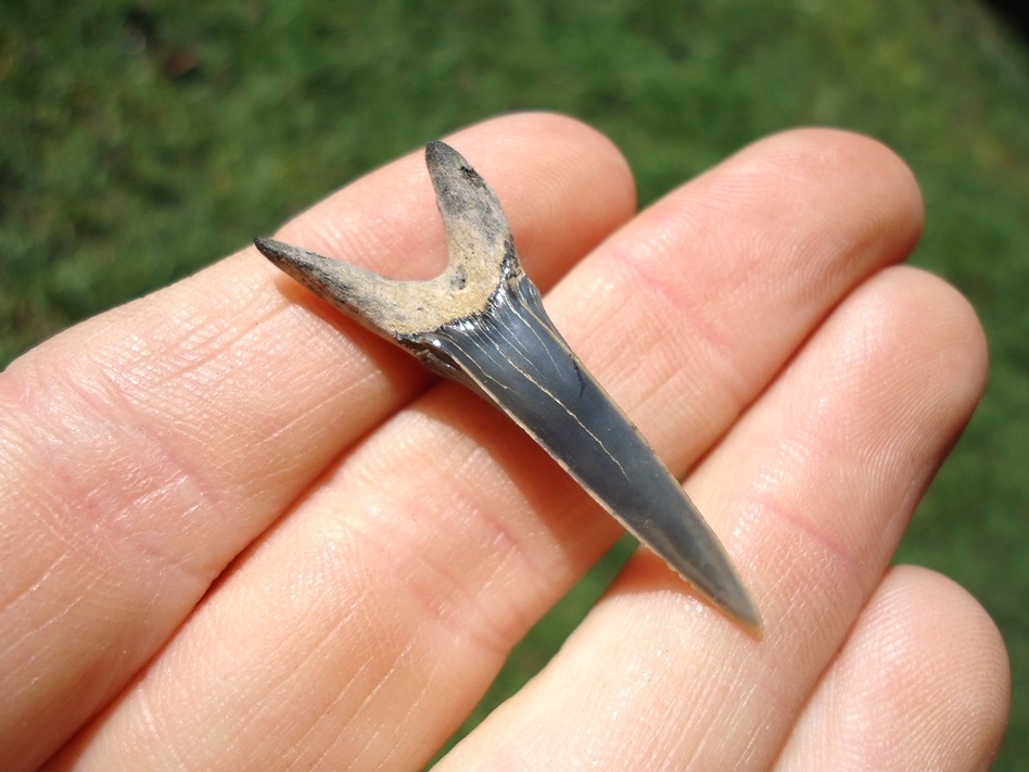 Large image 2 Rare Cretaceous Goblin Shark Tooth