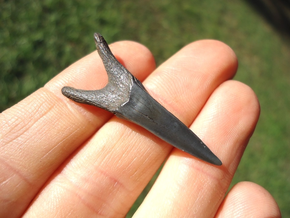 Large image 2 Rare Cretaceous Goblin Shark Tooth